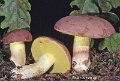 Butyriboletus regius-amf345